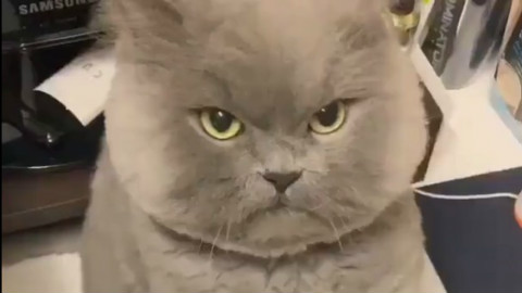 好肥好凶好可爱的小猫